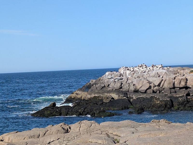 Harbor Seals Spotted Along The Rocky Shore Harbor Seals Spotted Along The Rocky Shore