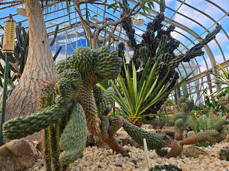 Belle Isle Botanical Conservatory, Detroit