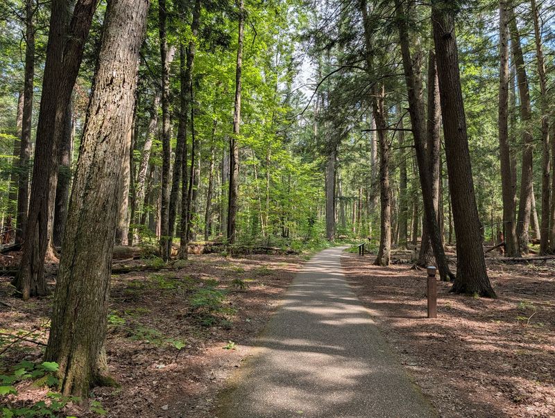 Hartwick Pines State Park