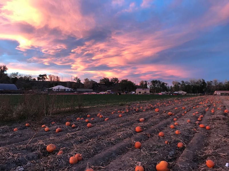 Harvest Days- Corn Maze & Pumpkin Patch, Pueblo, CO