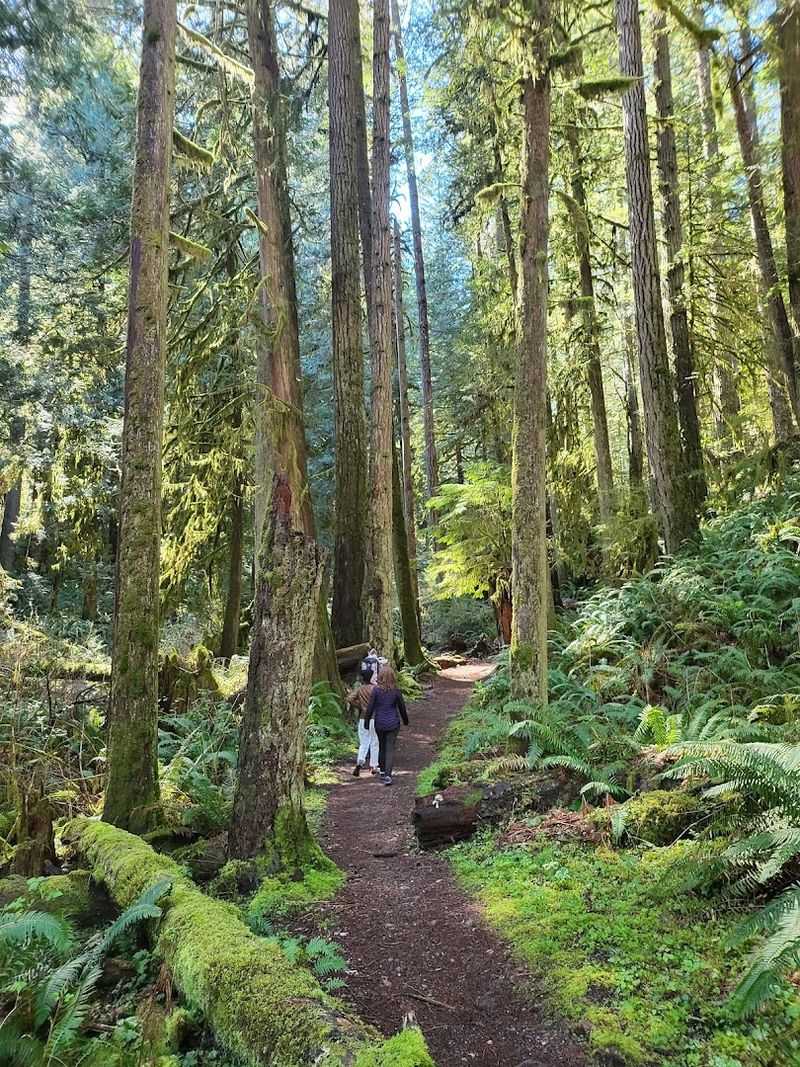 Forested Trails Along Twanoh Creek