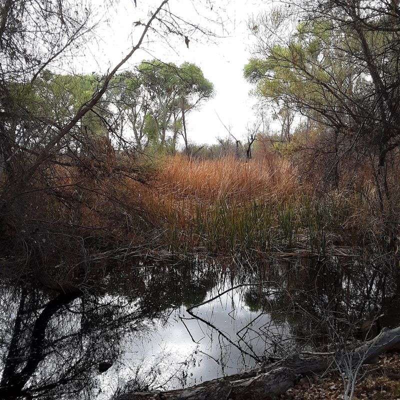 Hassayampa River Preserve, Wickenburg, Arizona Hassayampa River Preserve, Wickenburg, Arizona