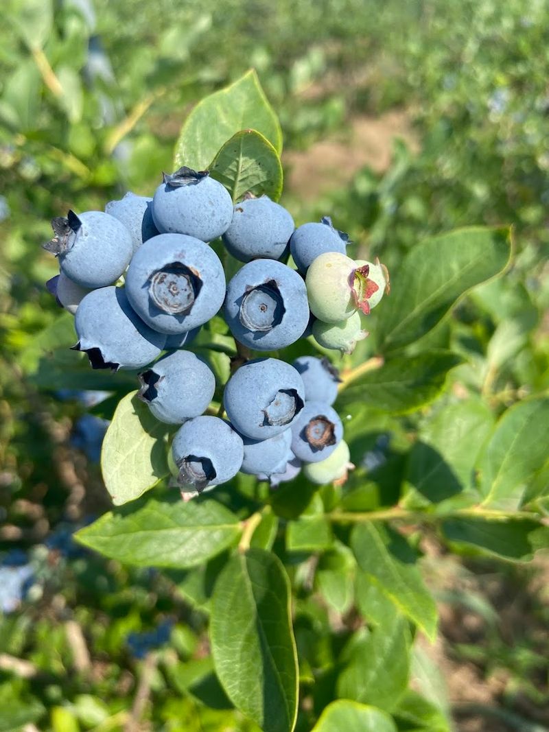 Neal Family Farm, Rogers