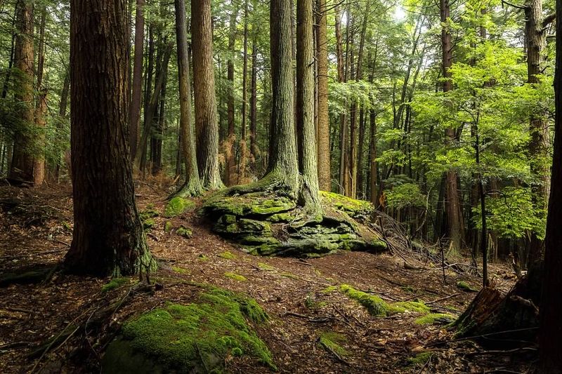 Cook Forest State Park, Cooksburg