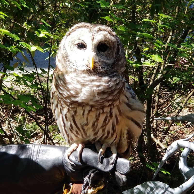 Hawks and Other Birds of Prey in Residence