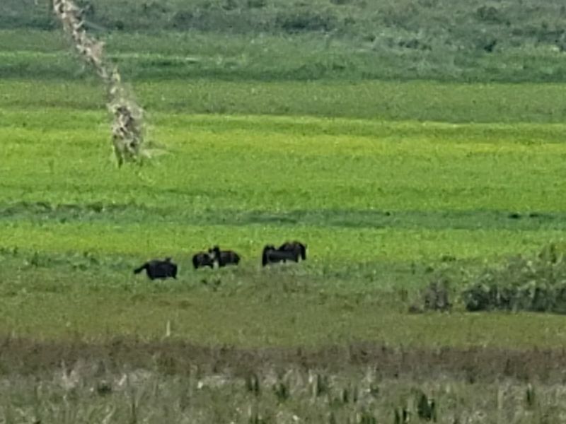 Spring Wildflowers And Canopy Make April Visually Stunning