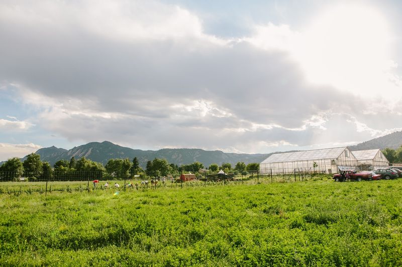 Hawthorn’s Working Farm Changes The Shopping Backdrop