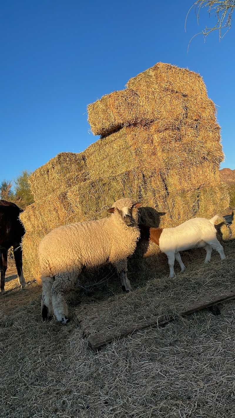 Hay Bales And Pet Food Go A Surprisingly Long Way