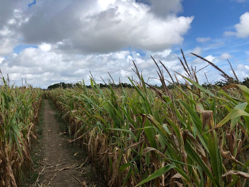 Hay Rides And A Corn Maze For Old-School Fun Hay Rides And A Corn Maze For Old-School Fun