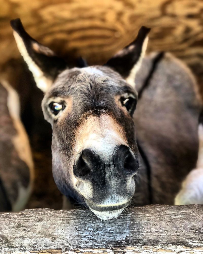 Hayrides, Sleigh Rides And A Heated Barn