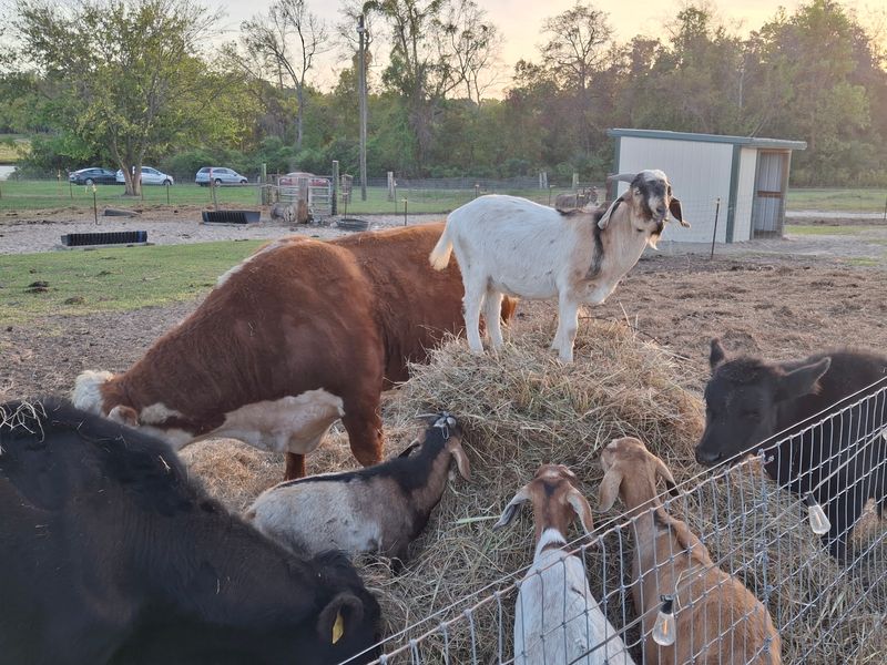 Hayrides That Roll Past Farm Animals Hayrides That Roll Past Farm Animals
