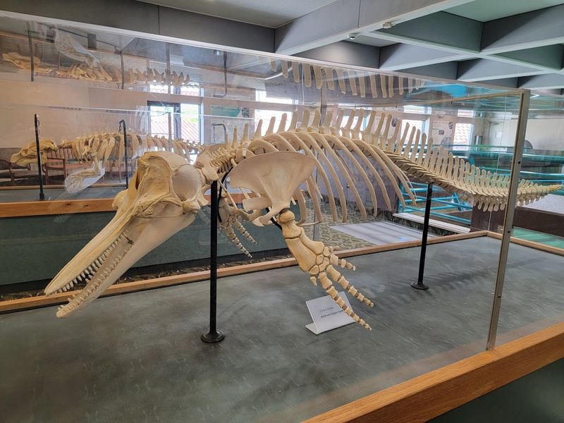 Snooty Had A Playful And Curious Personality