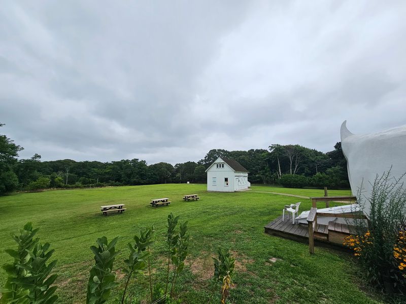 Head Out Back For The Duck Farming Story