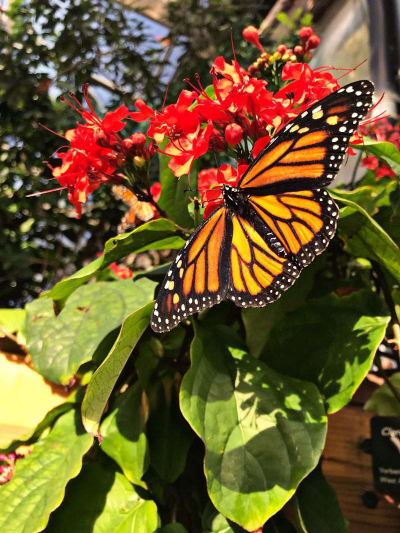Head Outside Where The Local Pollinators Hang Out