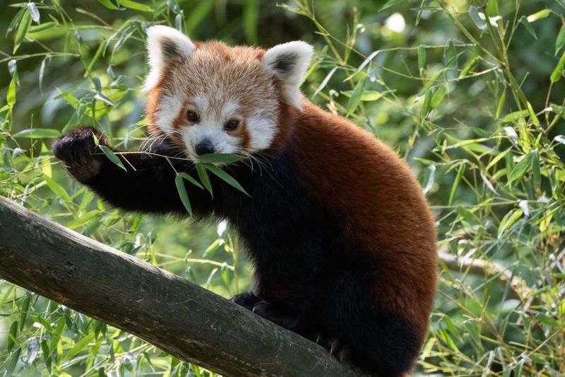 Head To Forest Passage To Find The Red Pandas Head To Forest Passage To Find The Red Pandas