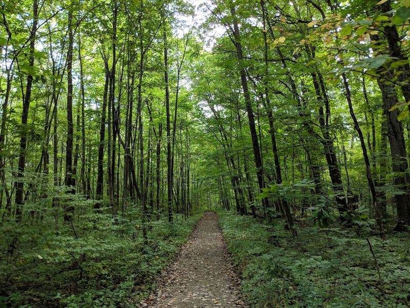 Goll Woods State Nature Preserve, Archbold, OH