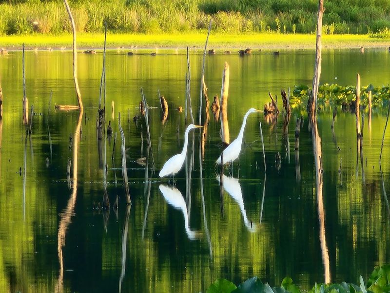 Sandy Ridge Reservation, North Ridgeville, Ohio