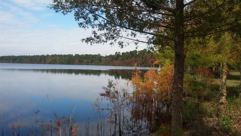 Bladen Lakes State Forest - 4470 NC-242, Elizabethtown