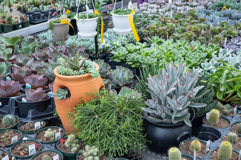 Healthy Houseplants Without The Boutique Markup