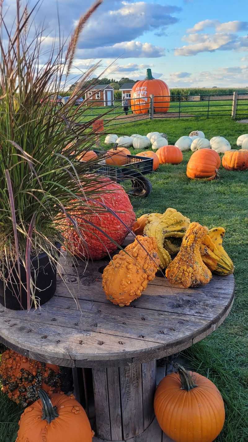 Heaps Giant Pumpkin Farm, Minooka, IL