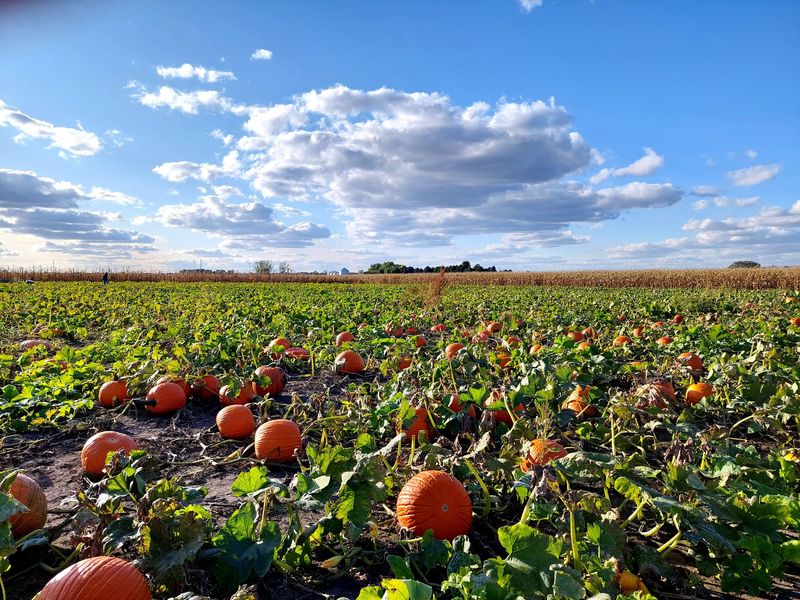 Heaps Giant Pumpkin Farm, Minooka, IL