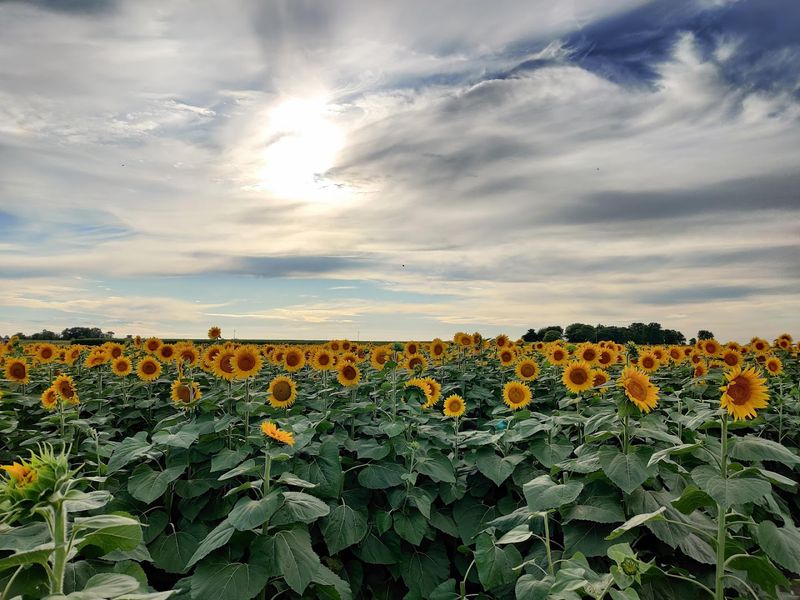 Heap's Sunflower Harvest, Minooka Heap's Sunflower Harvest, Minooka