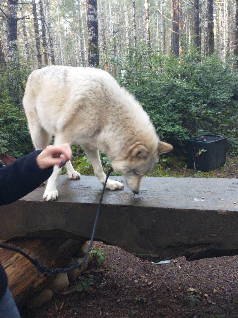 Hearing The Howl