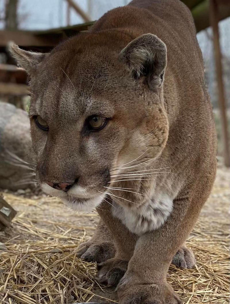 Rescue Stories That Stick With You