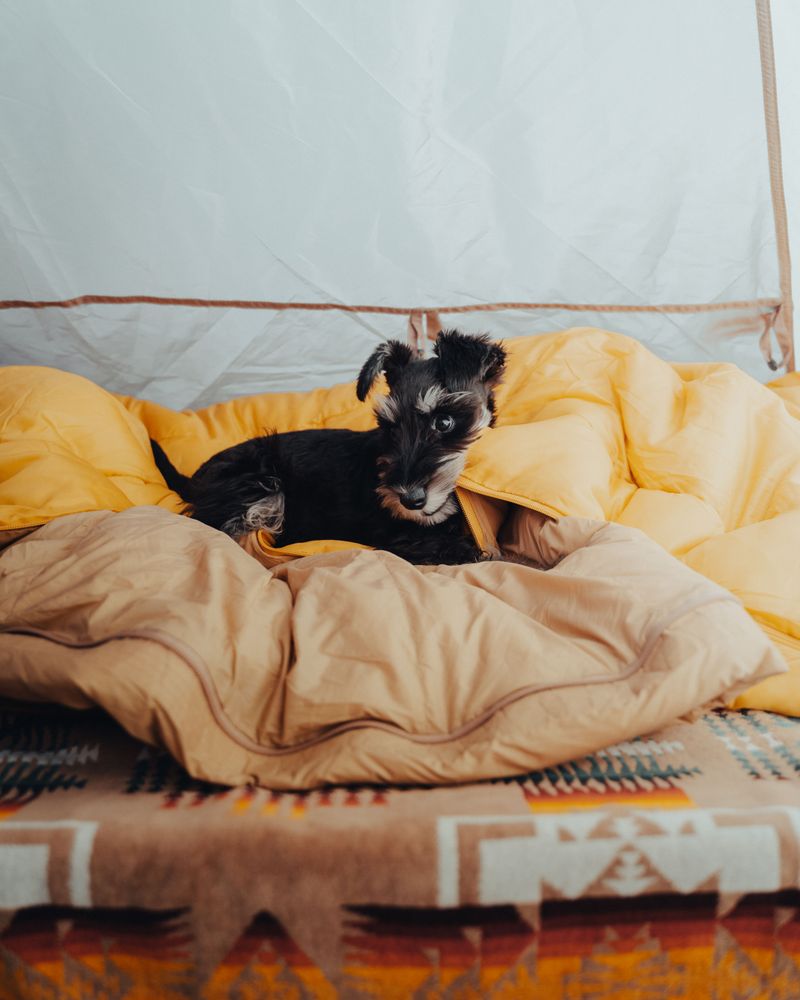 Heavy Blankets Or Sleeping Bag Heavy Blankets Or Sleeping Bag
