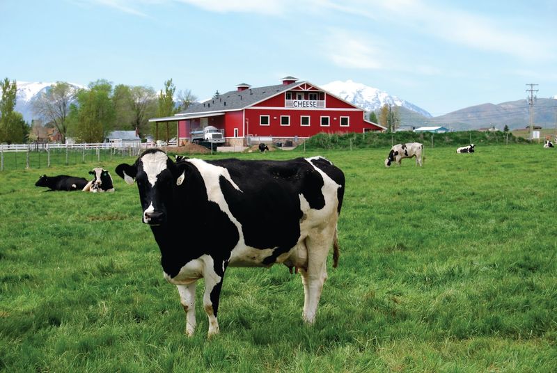 Heber Valley Artisan Cheese / Kohler Creamery Farm Tour