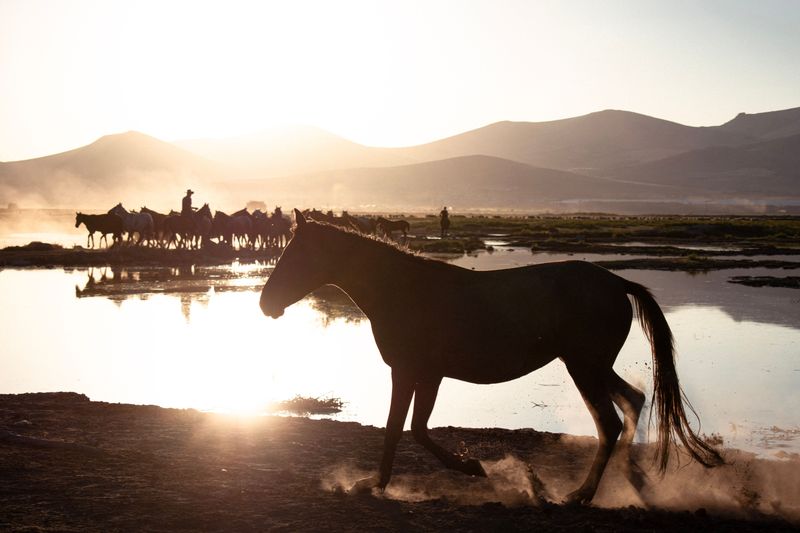 Heber Wild Horse Territory Near Heber-Overgaard Heber Wild Horse Territory Near Heber-Overgaard