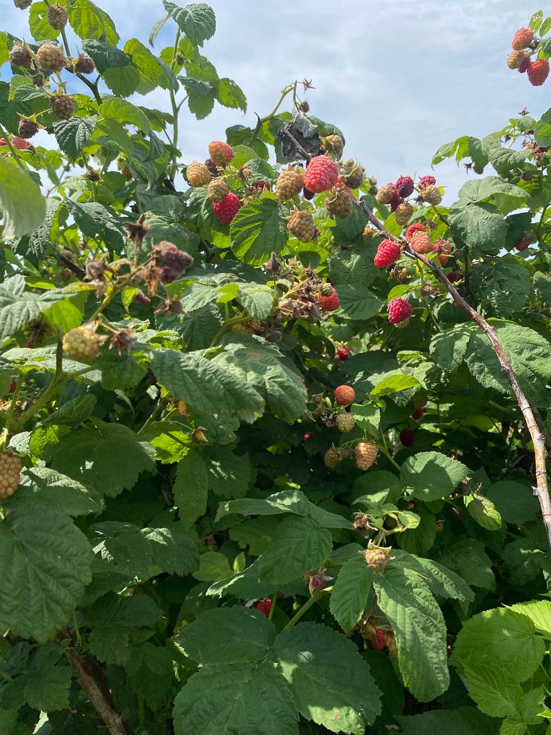 Heider's Berry Farm, Woodstock, IL