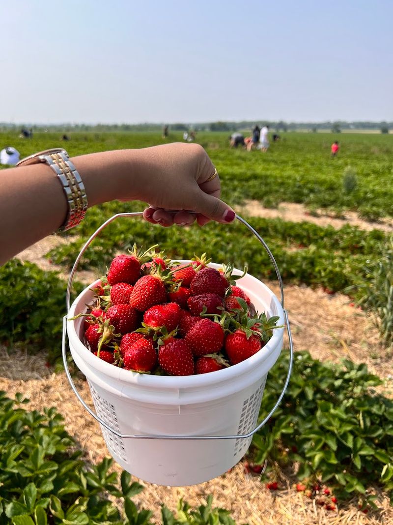Heider's Berry Farm, Woodstock, Illinois