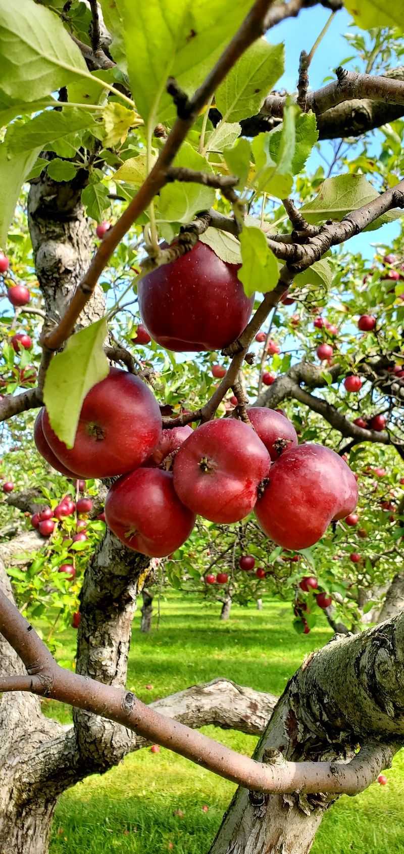 Heinz Orchard (Green Oaks, IL)