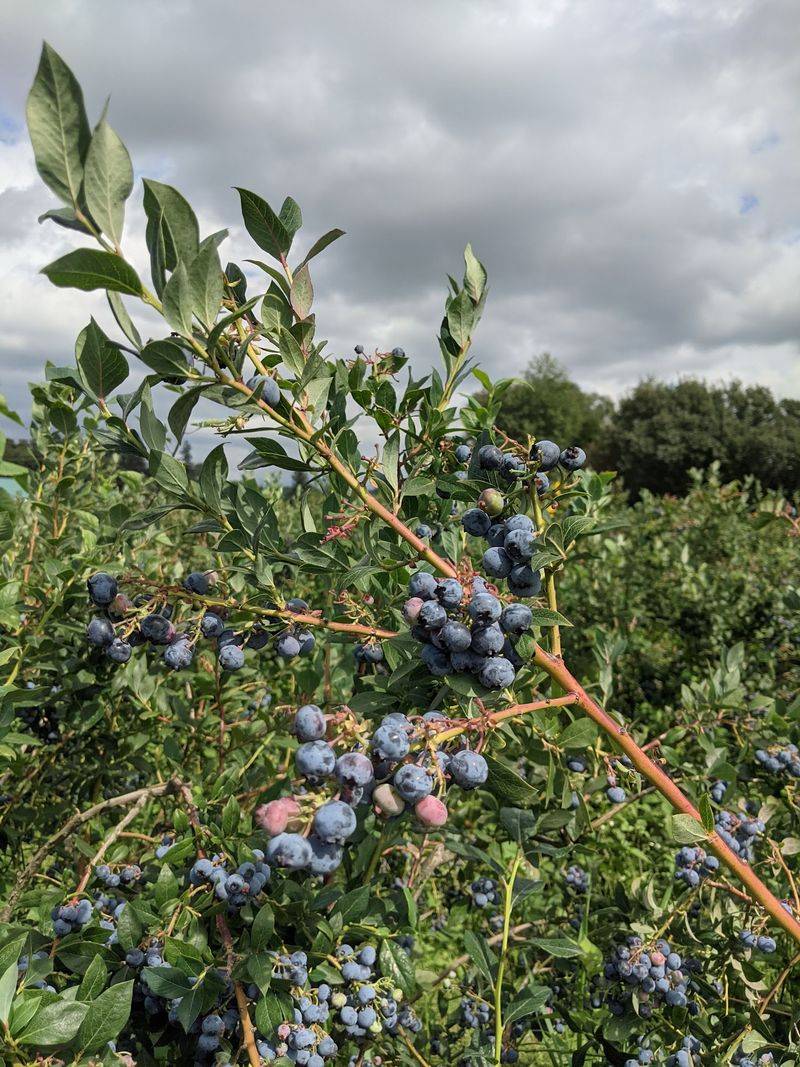 Heirloom Bushes With A Story To Tell