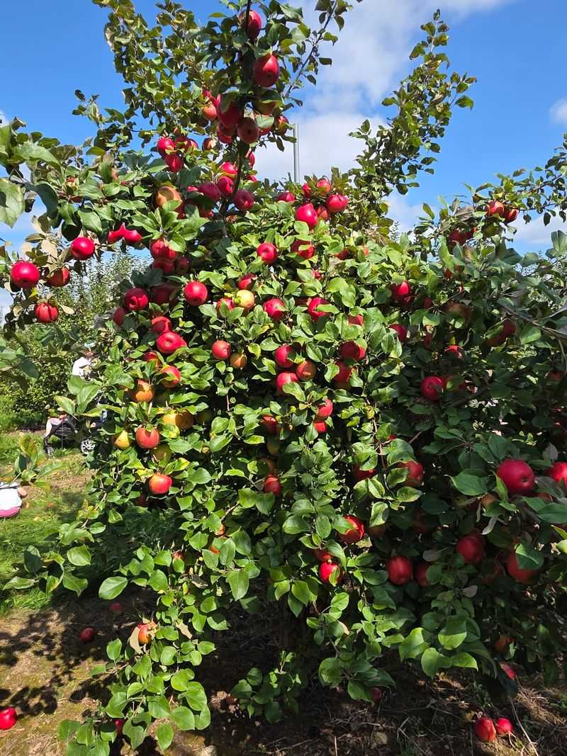 Helene's Hilltop Orchard Helene's Hilltop Orchard