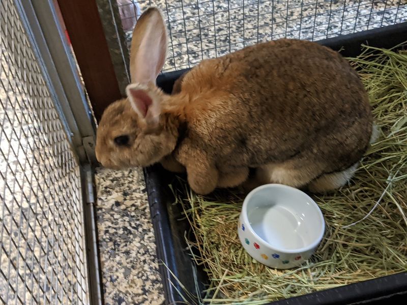 Helping Hands, Foster Homes, and a Squirrel or Two Helping Hands, Foster Homes, and a Squirrel or Two