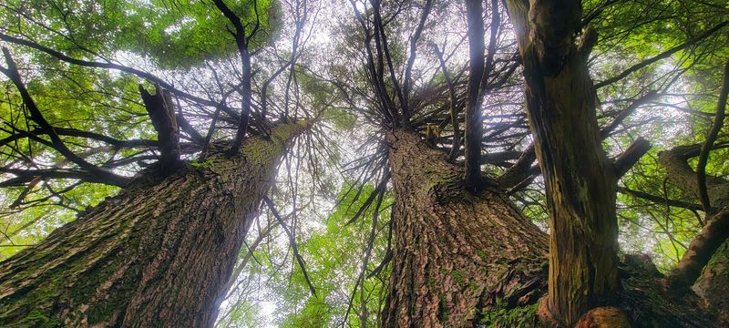 Hemlock Forests That Create A Cathedral-Like Atmosphere Hemlock Forests That Create A Cathedral-Like Atmosphere