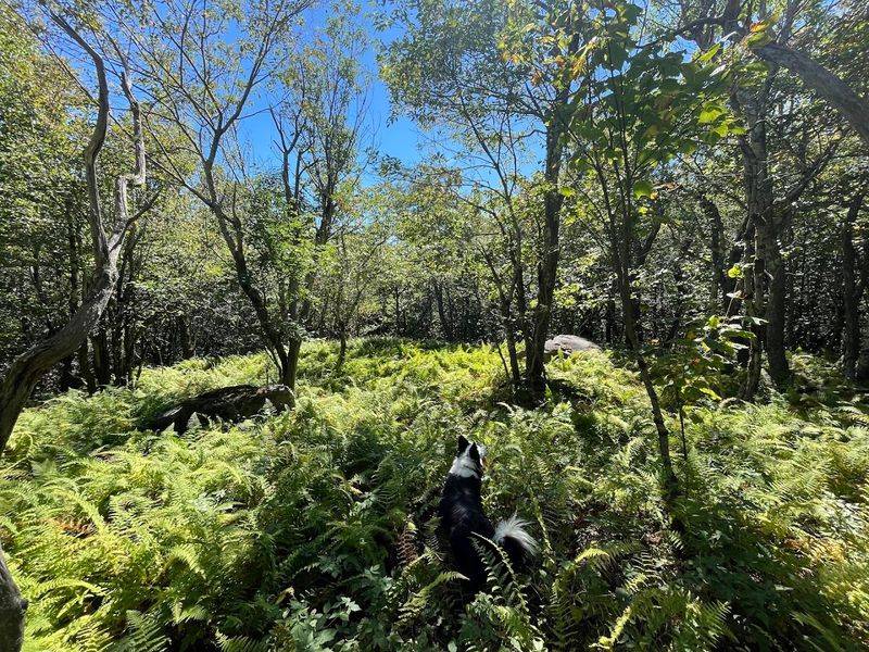 Hemlock Mountain