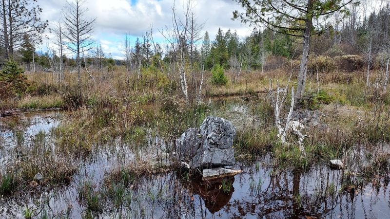 Sinkholes And Springs Loop