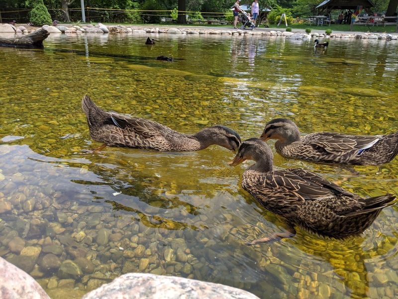 A Pond That Adds To The Scenery