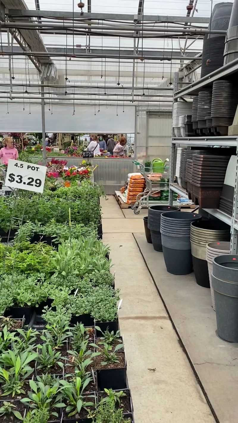 Herbs, Veggies, And Even Catnip For The Cat