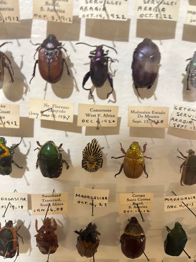Specimens Over 100 Years Old in Surprisingly Good Shape