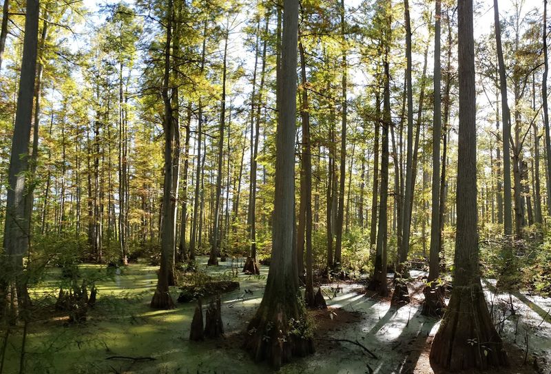Heron Pond Trail, Cache River State Natural Area