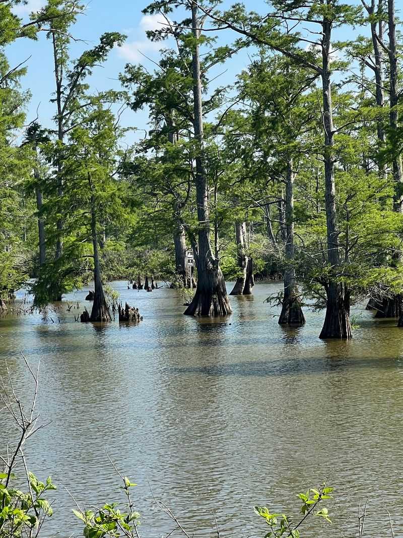 Heron Pond's Floating Boardwalk