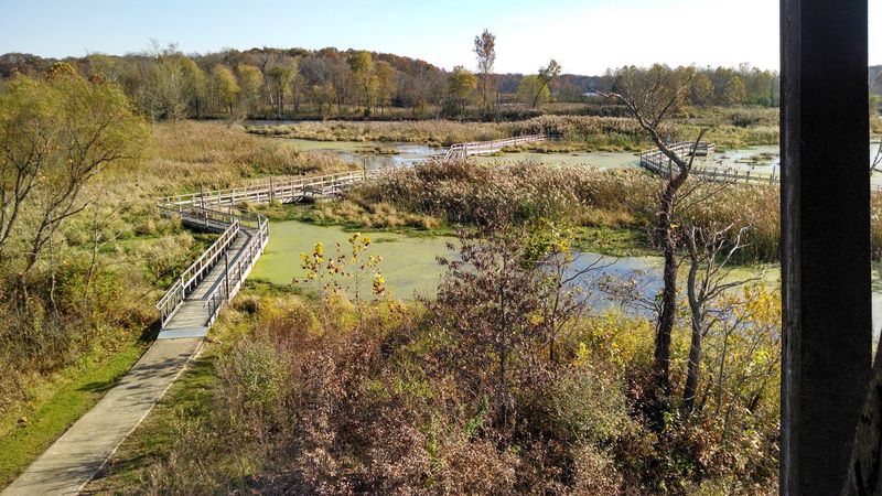 Herons Anchor a Varied, Unpredictable Wildlife Experience
