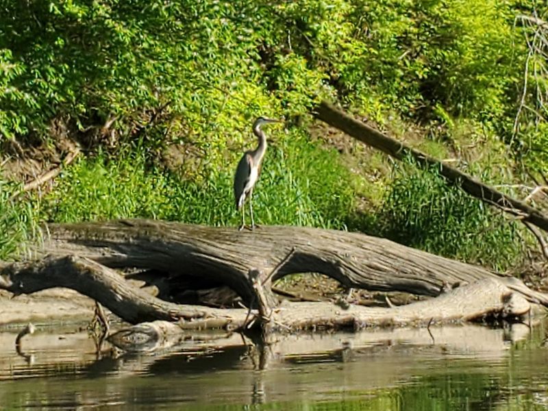 Herons, Eagles, Turtles, And River Magic