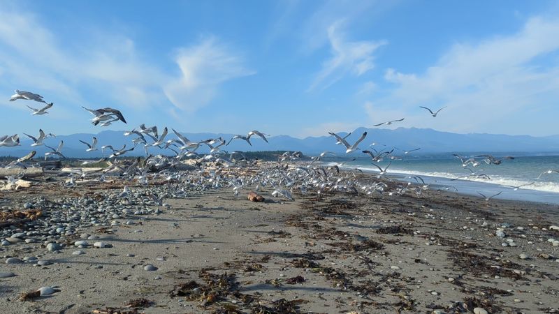 Herons, Sandpipers, And A Sky Full Of Wings