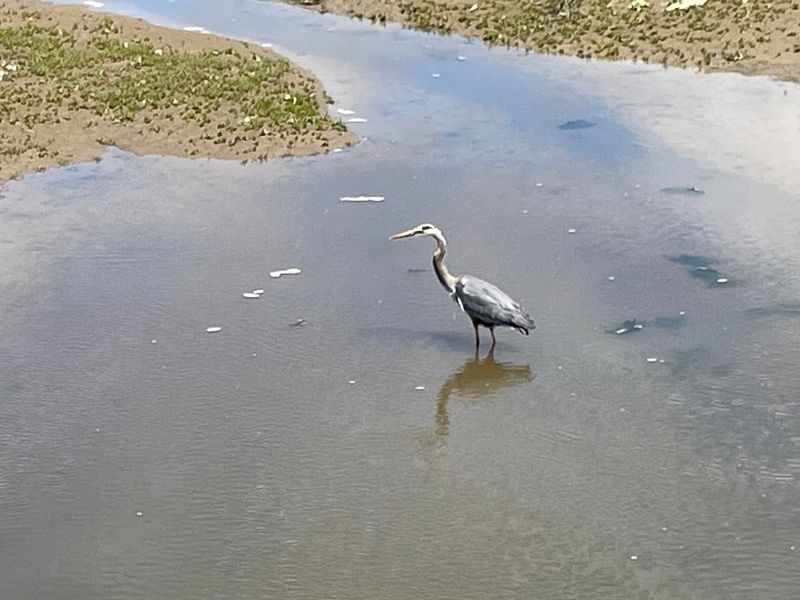 Herons Standing Still In The Shallows