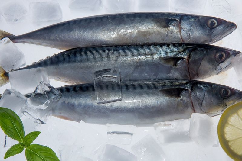 Atlantic Mackerel